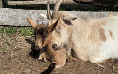 Farm Hand on diversified organic farm – Volunteer